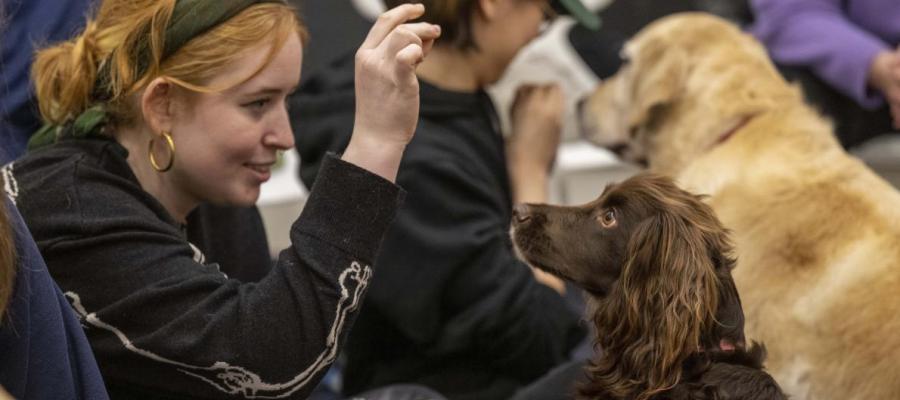 A student holds her hand up above a dog's head. The dog, a cocker spaniel, looks at her hand expectantly. 