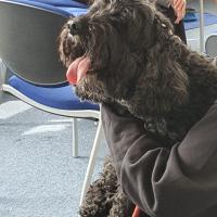 A brown fluffy dog is panting happily whilst being cuddled by a student