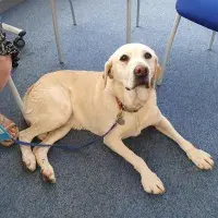A golden retriever dog is relaxing on the ground, looking up towards the camera.