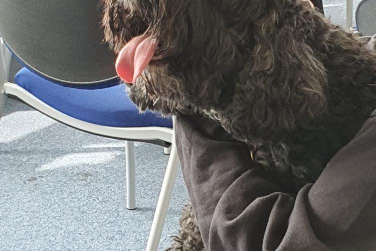 A brown fluffy dog is panting happily whilst being cuddled by a student